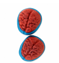 Blueberry Brains